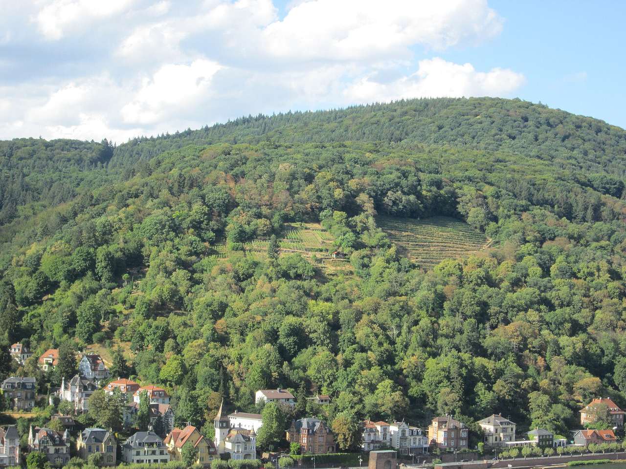 Weinberg am Hang über Heidelberg-Neuenheim